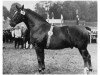 stallion Hermes (Oldenburg, 1933, from Heller)
