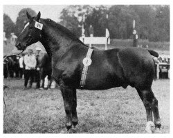 stallion Hermes 3544 (Oldenburg, 1933, from Heller 3544)