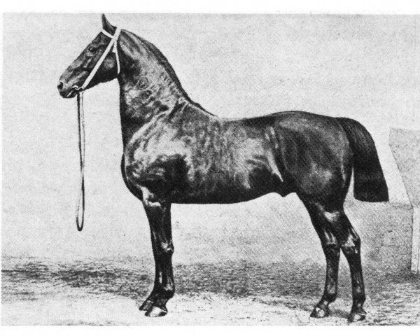 stallion Fürst Bismarck 609 (Oldenburg, 1867, from Blücher 350)