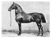 stallion Fürst Bismarck 609 (Oldenburg, 1867, from Blücher 350)