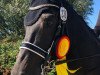 dressage horse Stanley Star (Westphalian, 2006, from Show Star)