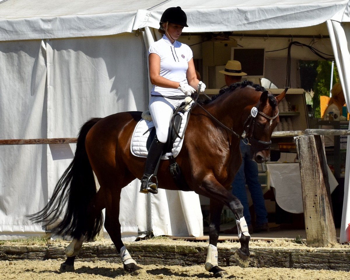 dressage horse Dance With Me 12 (Westphalian, 2012, from Damon Hill)