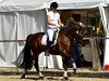 dressage horse Dance With Me 12 (Westphalian, 2012, from Damon Hill)