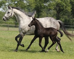 broodmare Caprice V (Holsteiner, 2010, from Calido I)