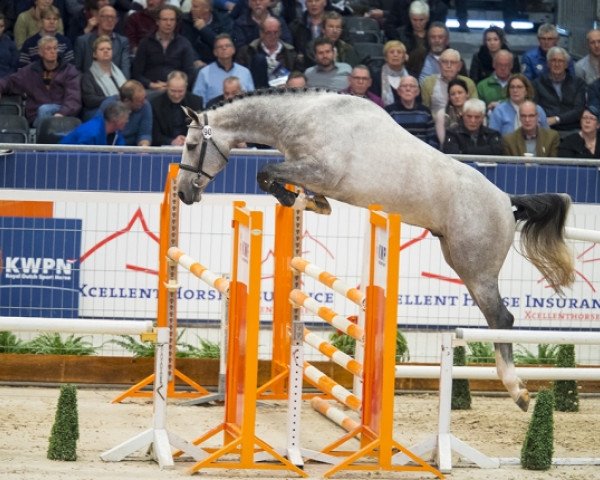 stallion Kannan Jr (KWPN (Royal Dutch Sporthorse), 2015, from Cornet Obolensky)