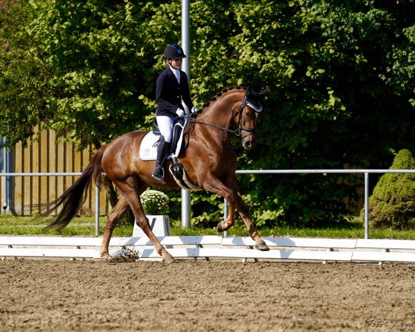 dressage horse Lexington 79 (Hanoverian, 2015, from Livaldon)