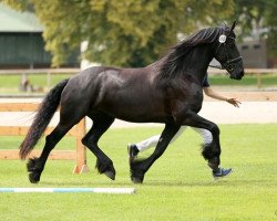 broodmare Madzy H. (Friese, 2012, from Pier 448)