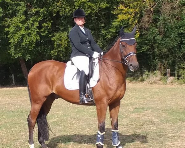 dressage horse Edmund (Westphalian, 2009, from Expansion)