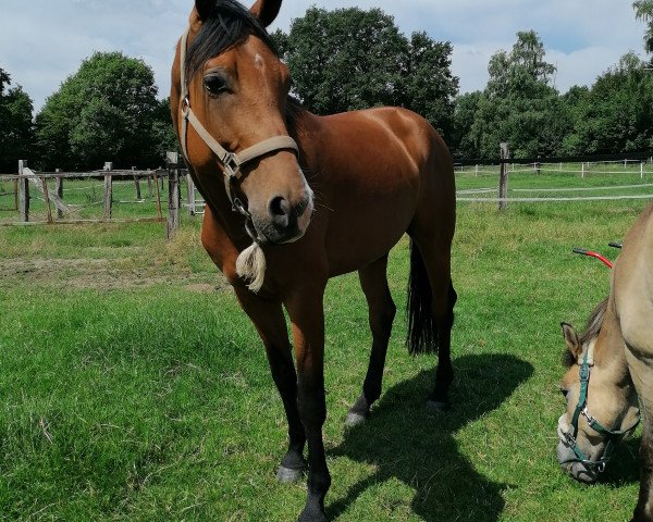 dressage horse Rudi (Westphalian, 2016, from Rock Amour)