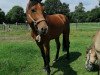 dressage horse Rudi (Westphalian, 2016, from Rock Amour)