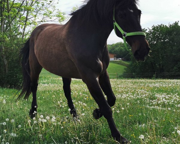 horse Bolo (polish noble half-breed, 2003, from Lord)