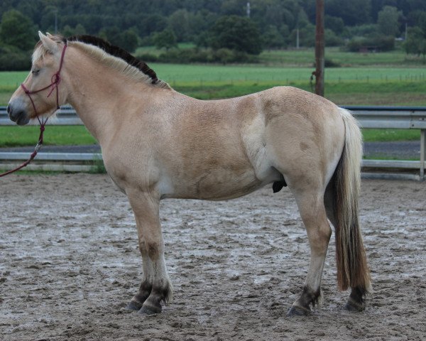Pferd Kjano (Fjordpferd, 2012, von Kjartan)