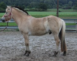 horse Kjano (Fjord Horse, 2012, from Kjartan)