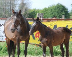 broodmare Coco (Westphalian, 2008, from Quintessence van de Laarse Heide)