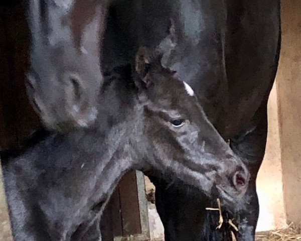 dressage horse Mandarine (Hanoverian, 2020, from Maracana)