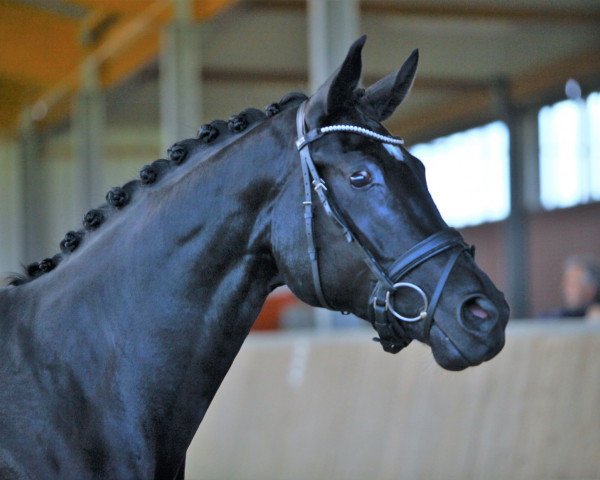 broodmare Femina (Hanoverian, 2016, from Fürst Romancier)