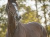 jumper Valentine's Day 3 (German Sport Horse, 2016, from Vegas VDL)