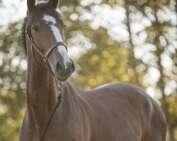 jumper Valentine's Day 3 (German Sport Horse, 2016, from Vegas VDL)