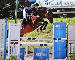 jumper Lafee 26 (German Sport Horse, 2011, from Lewinski)