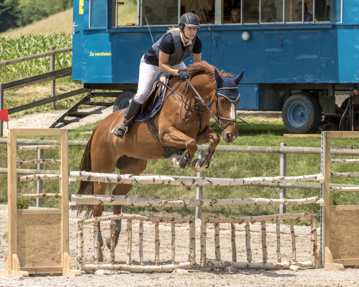 Springpferd MHS Harlequin di Busted (Irish Sport Horse, 2006, von Harlequin du Carel)