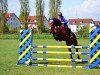 jumper Comte (German Sport Horse, 2010, from Chacco-Blue)