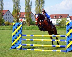 Springpferd Comte (Deutsches Sportpferd, 2010, von Chacco-Blue)