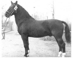 Deckhengst Telto Mo 1154 (Schweres Warmblut, 1958, von Gerriet Mo 1032)