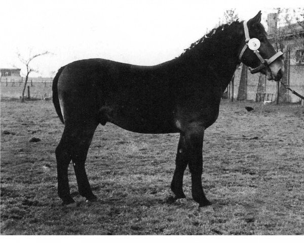 stallion Thomas von Arendsee S-A 363 (Heavy Warmblood, 1954, from Tattenbach S-A 285)