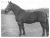 stallion Trumpf Mo 1122 (Heavy Warmblood, 1956, from Gerriet Mo 1032)