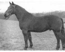 stallion Trumpf Mo 1122 (Heavy Warmblood, 1956, from Gerriet Mo 1032)