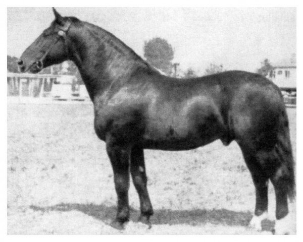 stallion Urblut Th 773 (Heavy Warmblood, 1956, from Ursus Th 676 (OF 1929))