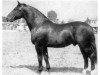 stallion Urblut Th 773 (Heavy Warmblood, 1956, from Ursus Th 676 (OF 1929))