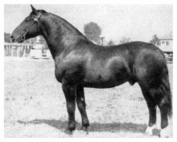 Deckhengst Urblut Th 773 (Schweres Warmblut, 1956, von Ursus Th 676 (OF 1929))