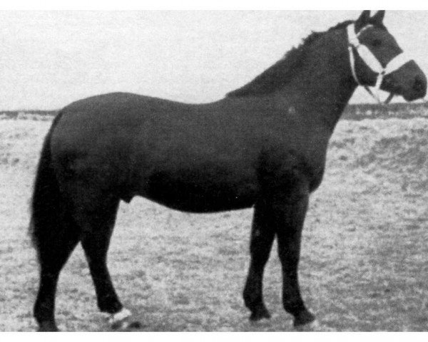 Deckhengst Urquell Th 760 (Schweres Warmblut, 1954, von Ursus Th 676 (OF 1929))