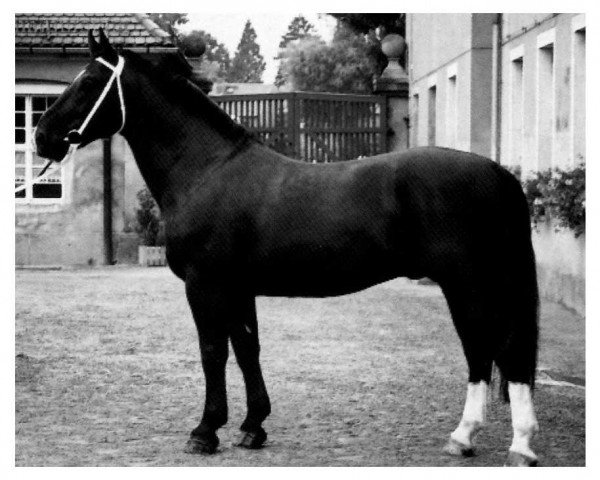 stallion Vulkan (Heavy Warmblood, 1987, from Varus Mo 1387)