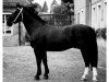 stallion Vulkan (Heavy Warmblood, 1987, from Varus Mo 1387)