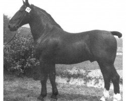 stallion Wind von Fleetmark S-A 155 (Heavy Warmblood, 1945, from Grunderbe S-A 96)