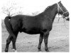 stallion Winter von Sanne Th 772 (S-A 371) (Heavy Warmblood, 1955, from Wind)