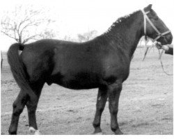 Deckhengst Winter von Sanne Th 772 (S-A 371) (Schweres Warmblut, 1955, von Wind)