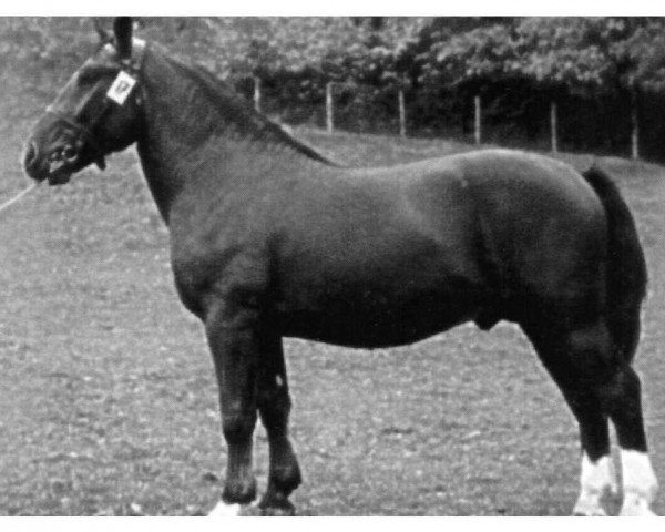 stallion Wölfling Mo 465 (Heavy Warmblood, 1948, from Wolkenflug Mo 235)