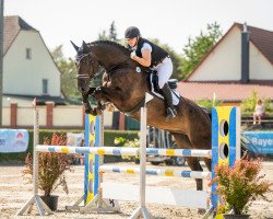 jumper Casanova 520 (German Sport Horse, 2013, from Connaught)