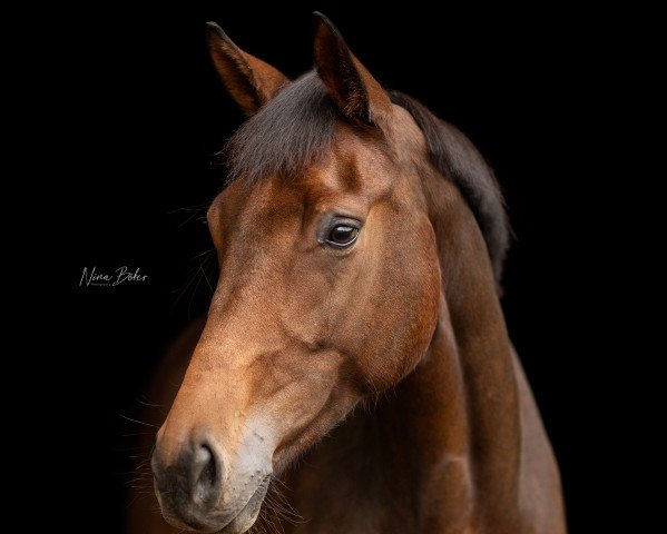 dressage horse Danella (Oldenburg, 2017, from Don Farinelli)