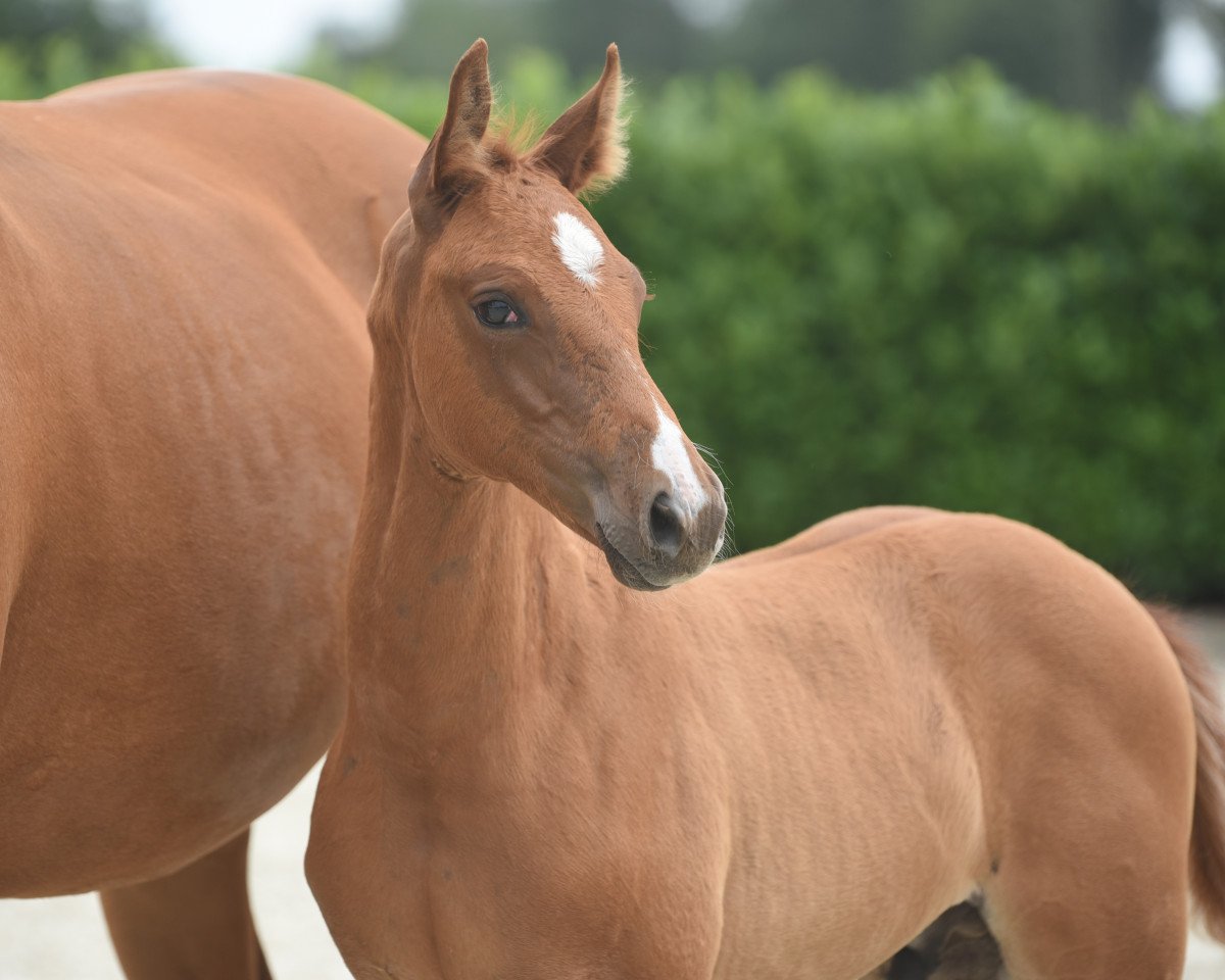 dressage horse Solero JS (Westphalian, 2020, from Symphonic)