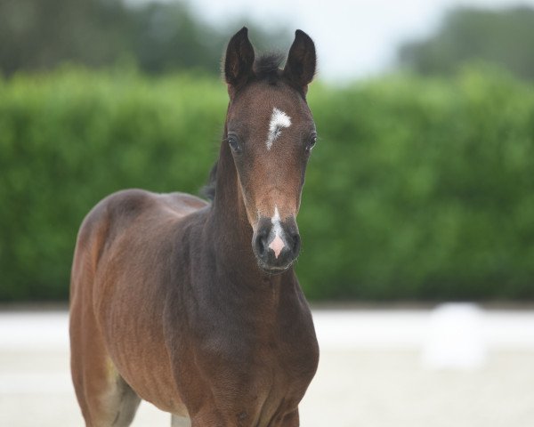 dressage horse Dreamgirl (Westphalian, 2020, from Diamond Deluxe 3)