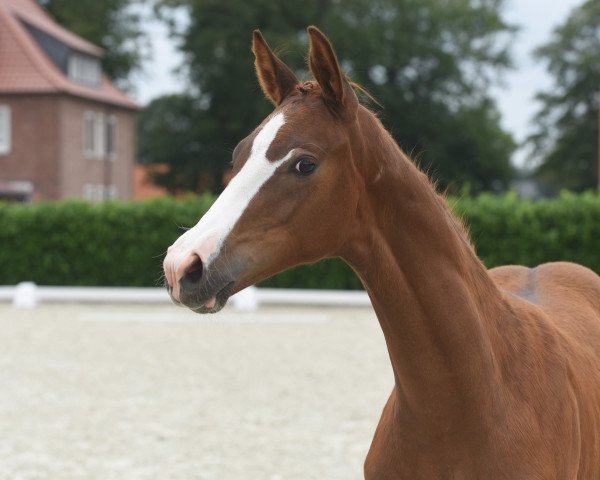 dressage horse Venezia (Westphalian, 2020, from Vivat Rex)