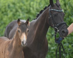 dressage horse Gandalf P (Westphalian, 2020, from Gaius B)