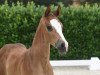 Dressurpferd Diamond's Diva P (Westfale, 2020, von Diamond Deluxe 3)