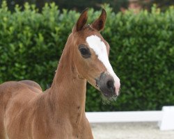 dressage horse Diamond's Diva P (Westphalian, 2020, from Diamond Deluxe)