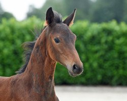 dressage horse Hengst von Symphonic (Westphalian, 2020, from Symphonic)