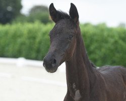 horse Stute von Sir Heinrich (Westfale, 2020, from Sir Heinrich OLD)